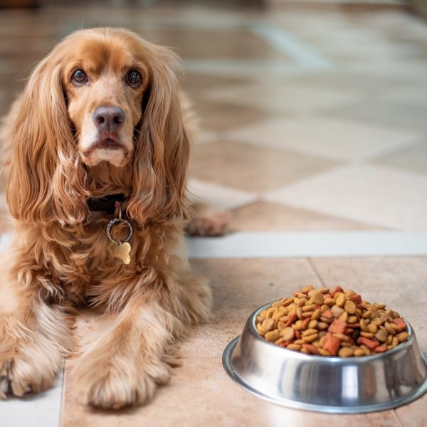 Hundefutter online kaufen