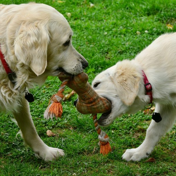 Hundespielzeug