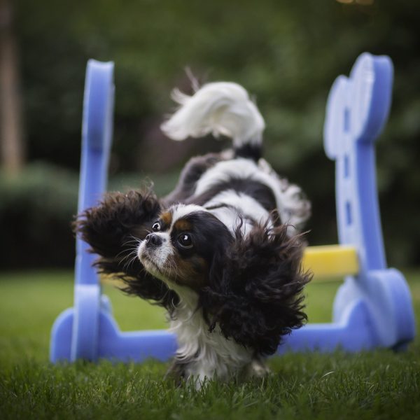 Intelligenzspielzeug für Hunde Herausforderung und Spaß zugleich