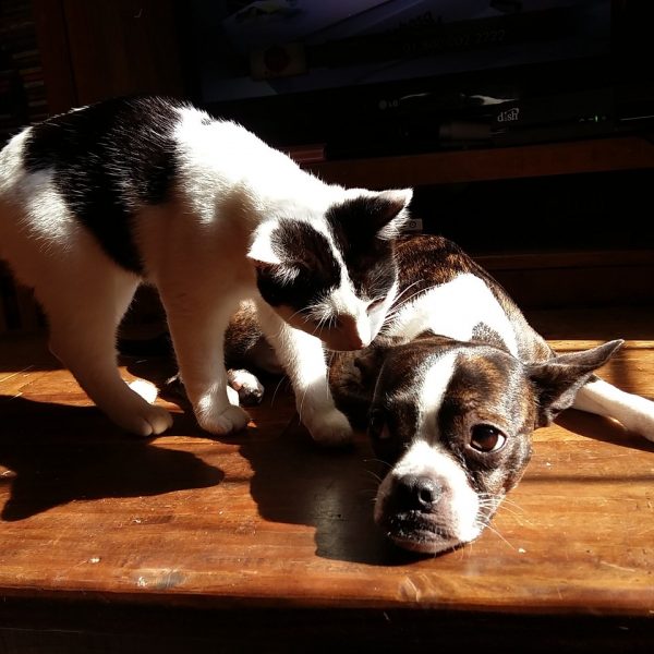 Katzen und Hunde