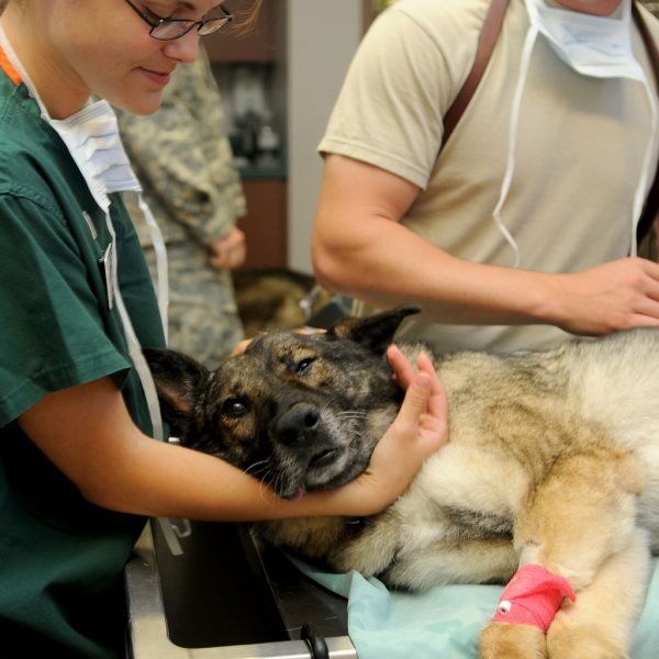 Krankenversicherung für den Hund