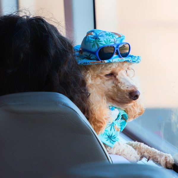 Reisen mit Hund
