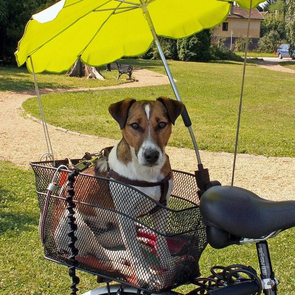 Sonnenschutz für den Hund
