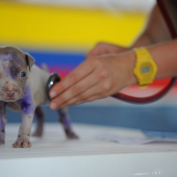 Tierarzt und Hundekrankenversicherung