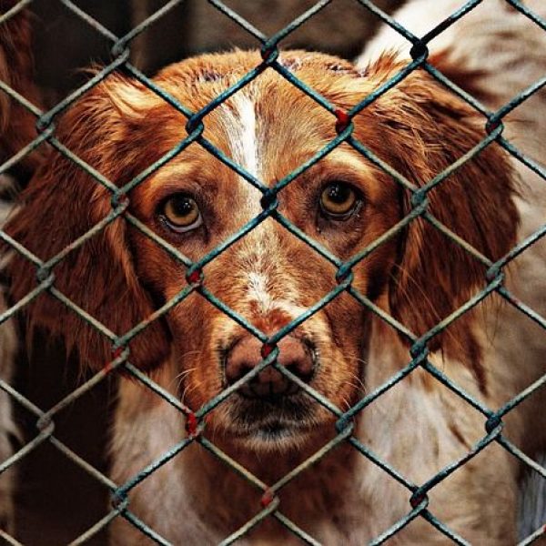 Tiere landen nach Weihnachten im Tierheim