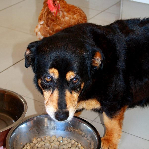 Ungesundes Hundefutter