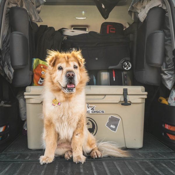 Urlaub mit Hund und Auto