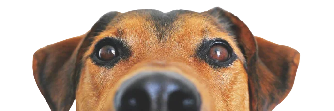 Hundefreund_aufgepasst